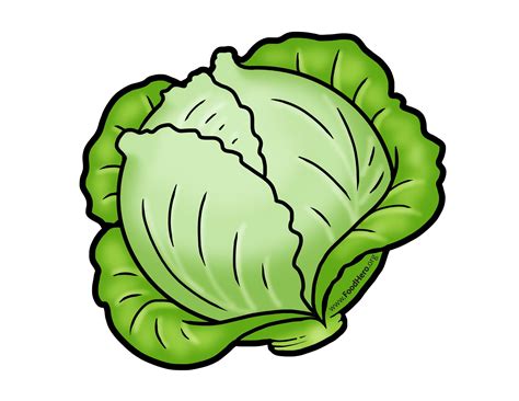 Cabbage Drawing