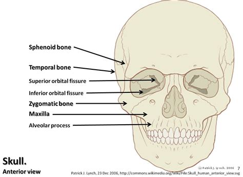 [DIAGRAM] Anatomy Skull Diagram Labeled - MYDIAGRAM.ONLINE