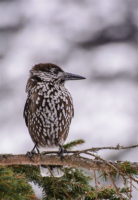 Spotted nutcracker / Nucifraga caryocatactes | Birds, Backyard birds ...