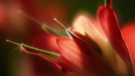 Lovely Macro Flowers wallpaper | 1920x1080 | #23221