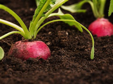 How To Grow Radishes: What Does A Radish Need To Grow