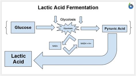 Lactic Acid Fermentation Equation