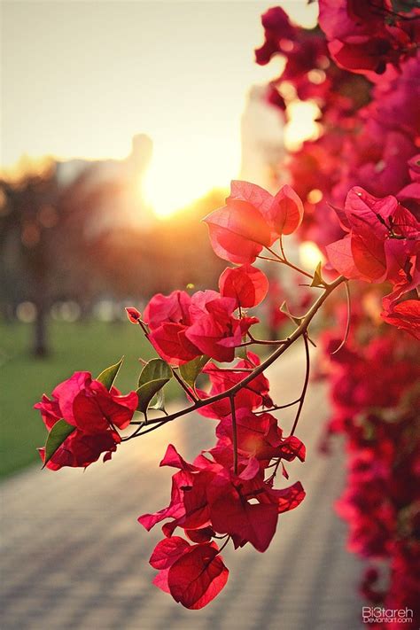 bougainvillea by bi3tareh.deviantart.com on @deviantART | Flowers ...