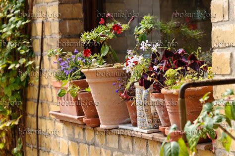 Image Window sill with potted plants - 474352 - Images of Plants and Gardens - botanikfoto