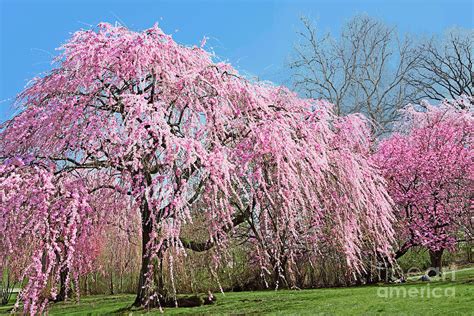 Pink Weeping Cherry Tree | ubicaciondepersonas.cdmx.gob.mx