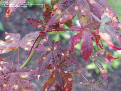 Japanese Maple White Spots On Leaves