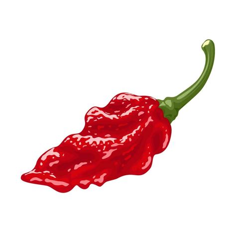 Vector illustration, ghost pepper chili, isolated on white background. 24134758 Vector Art at ...