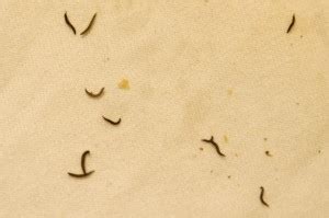 drain fly larvae - All About Worms