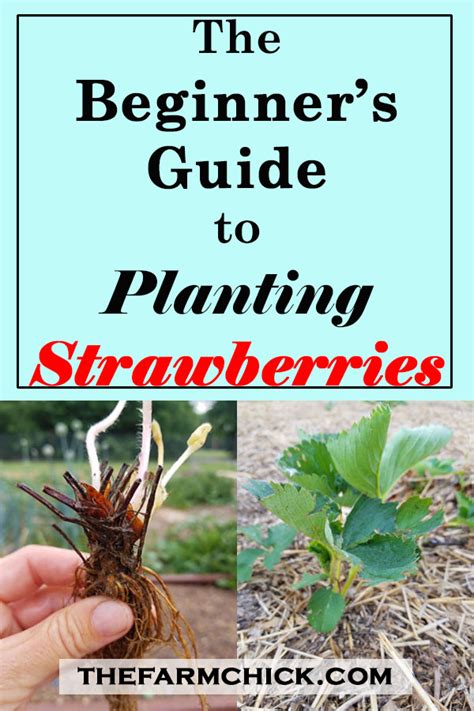 Beginner's Guide to Planting Strawberries