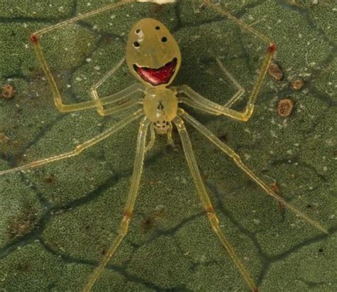 Happy Face Spider