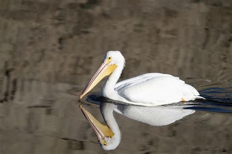 Bolsa Chica Wetlands Gallery – More Better Birds