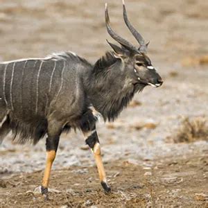 The Spectacular Spiral-Horned Antelopes, and Where to See Them on an African Safari – Fair Trade ...