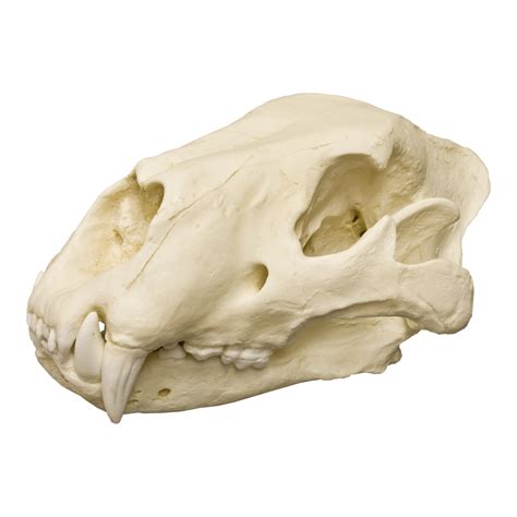 Replica American Lion Skull For Sale – Skulls Unlimited International, Inc.