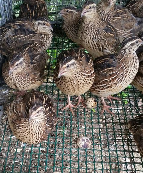 Warisan Petani: Ternakan Burung Puyuh