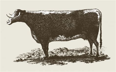 Free Vector | Vintage cow illustration