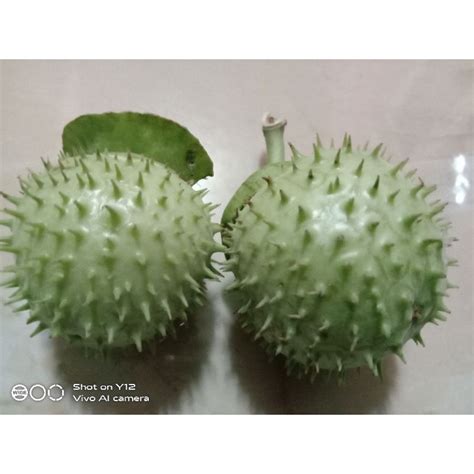 Jual buah kecubung segar | Shopee Indonesia