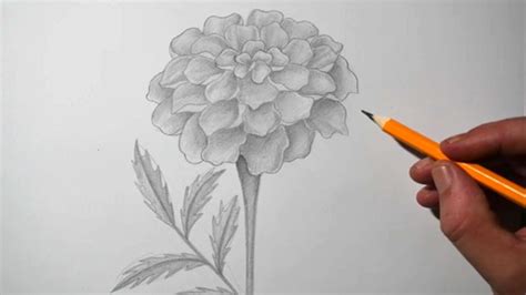 Marigold Flower Drawing Pictures | Best Flower Site