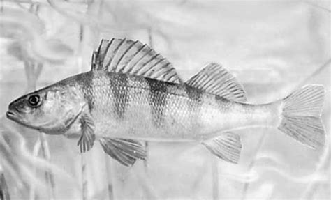 Perch | Freshwater, Aquatic, Species | Britannica