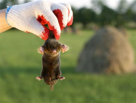 How to Tell the Difference Between Moles, Voles, and Gophers