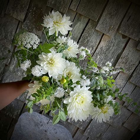 White Dahlia Bouquet | Dahlia bouquet, Summer wedding bouquets, White dahlia bouquet