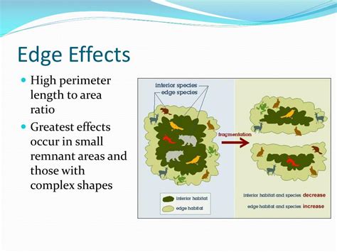 PPT - Habitat Fragmentation and Loss PowerPoint Presentation, free download - ID:2586924