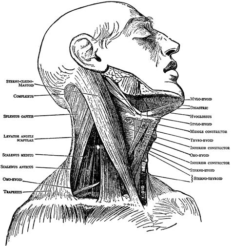 Neck Muscles | ClipArt ETC