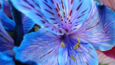 Blue Tiger Lily Flower