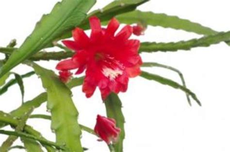 Orchid Cactus Care and Blooming - Horticulture