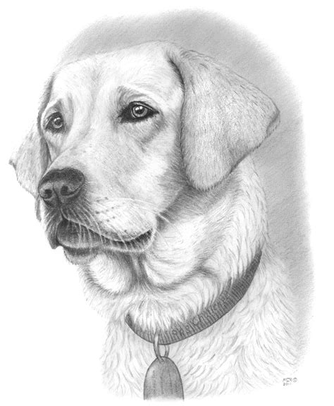 cute dog pencil drawing - Dong Cornish