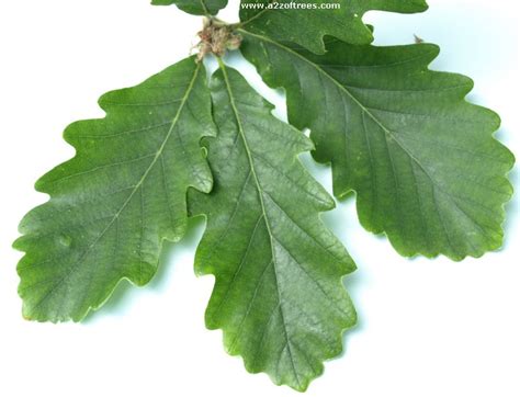 Oak Tree Leaf Identification Pictures submited images.