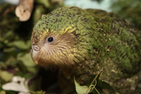 50 Kooky Kakapo Facts: The Only Flightless Parrot - Facts.net