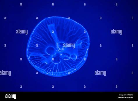 Aurelia labiata, moon jellyfish, in sea water. Jellyfish in nature ...