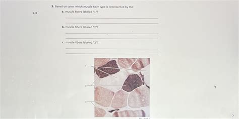 [Solved] 3. Based on color, which muscle fiber type is represented by ...