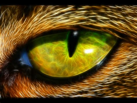 Animal Eye wallpaper | 1600x1200 | #82372