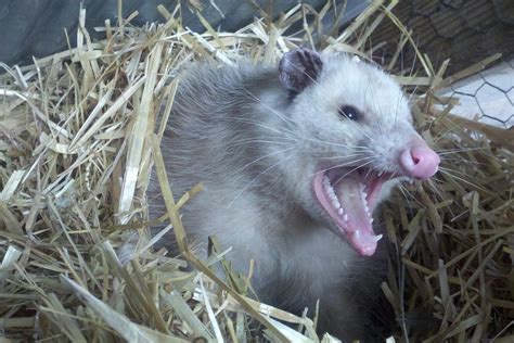 Opossum Possum Teeth - Free photo on Pixabay - Pixabay