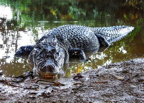 9 Black Caiman Facts: Giant of Ecuador’s Amazon (Melanosuchus Niger) | Latin Roots Travel