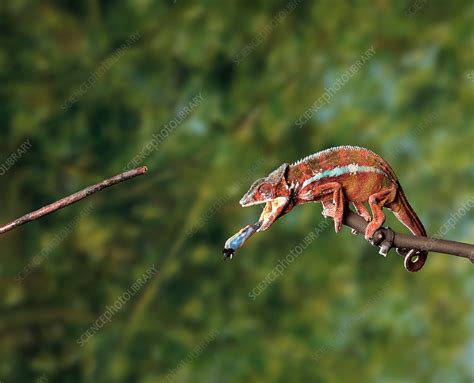 Chameleon feeding - Stock Image - F009/1432 - Science Photo Library