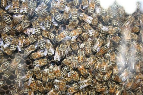 Honey Bee and Pollination Lesson Plan Resources - Tuttle Orchards