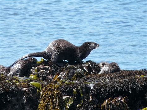 River otter pups have been seen. – Mendonoma Sightings