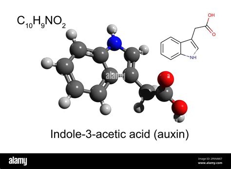 Indole acetic acid Cut Out Stock Images & Pictures - Alamy