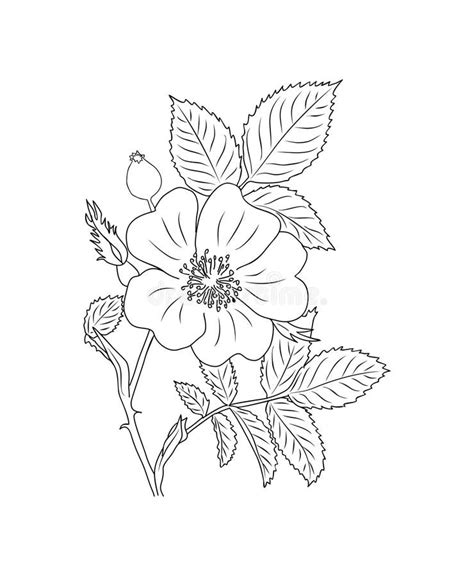 Hawthorn Flower Line Art Stock Illustrations – 76 Hawthorn Flower Line ...