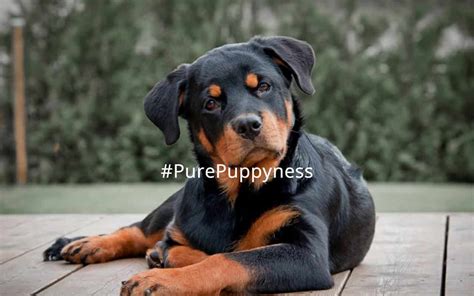 History of the Rottweiler | NewDoggy.com