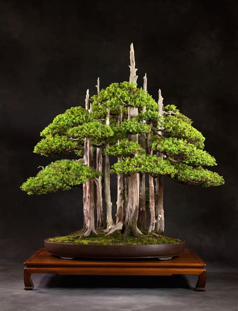 Choosing a Bonsai pot for your tree - Bonsai Empire