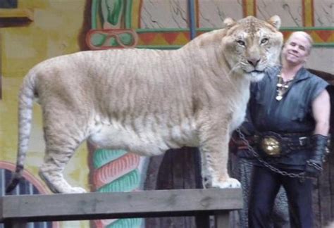 Biggest Liger Ever Recorded