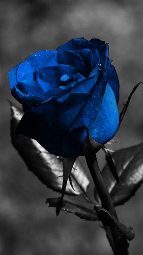 Blue Rose Images Hd Wallpaper - Infoupdate.org