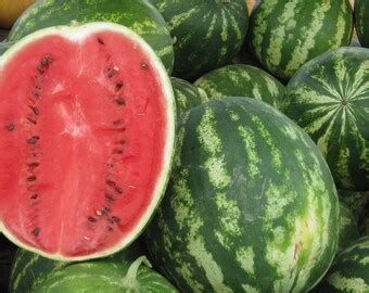 Watermelon Seeds Florida Giant Seeds Heirloom NON-GMO. - Etsy