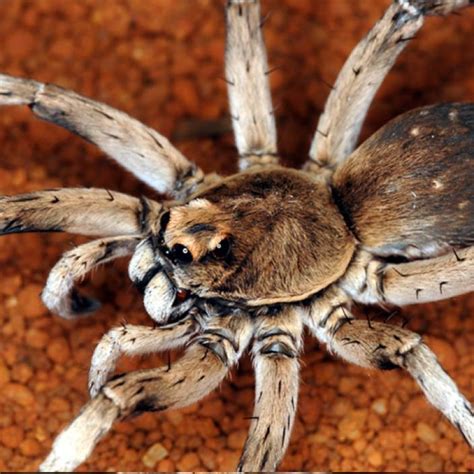 Meet the Desert Two-toned Wolf Spider | Western Australian Museum