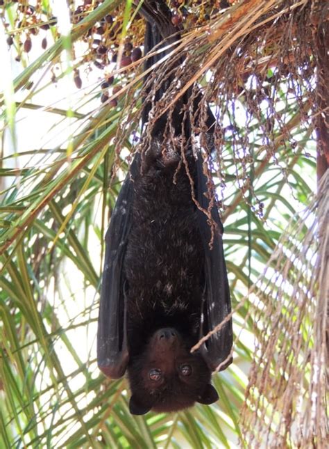 Black Flying-fox | Central QLD Coast Landcare Network