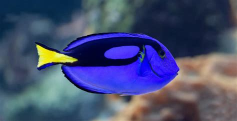 What Kind of Fish Is Dory from 'Finding Nemo'? - A-Z Animals