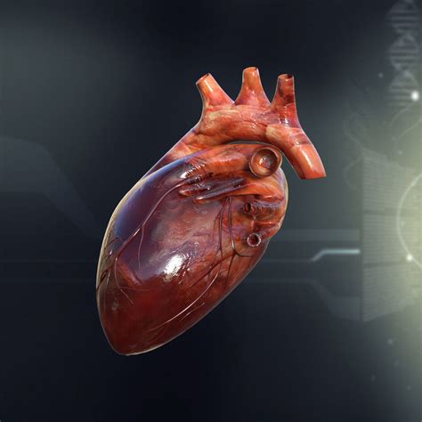 Human Heart Anatomy 3D Model MAX OBJ 3DS FBX C4D LWO LW LWS | CGTrader.com